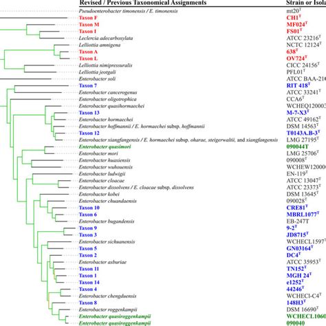 enterobacter aerogenes catalase test|Precise Species Identification for Enterobacter: a Genome .